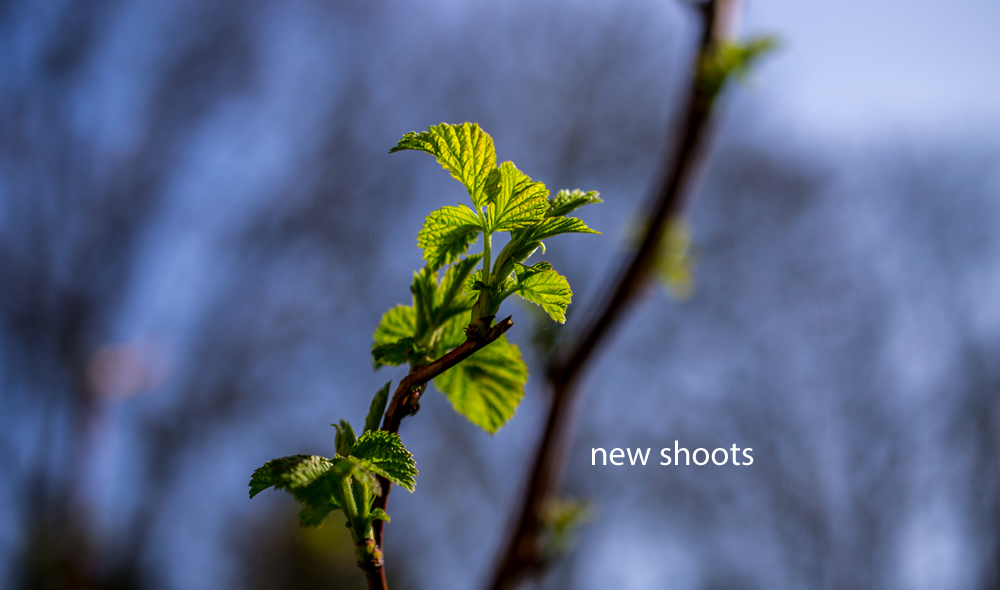 new_shoots